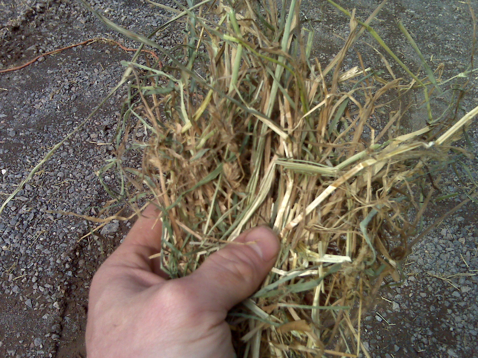 sample of hay